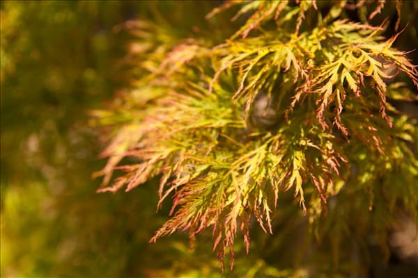 Acer palmatum 'Dissectum'