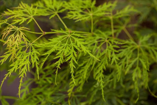 Acer palmatum 'Dissectum'