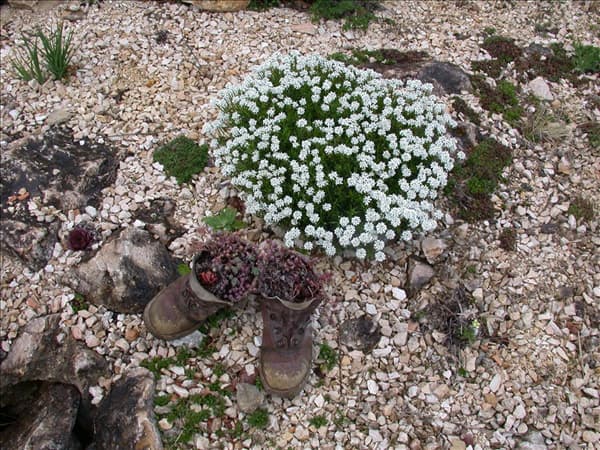 Iberis sempervirens