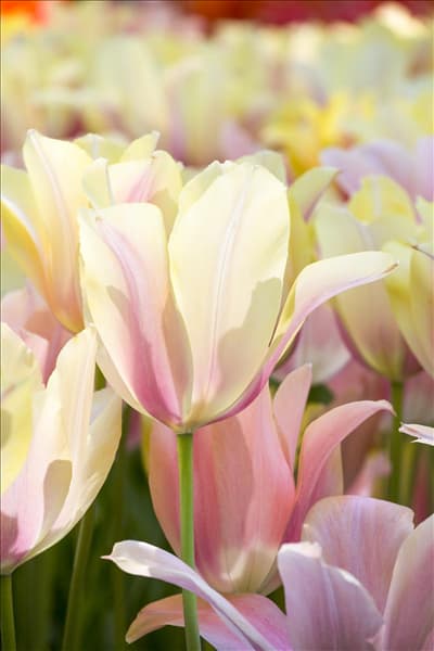 Tulipa