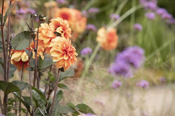 Dahlia