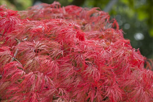 Acer palmatum 'Dissectum'