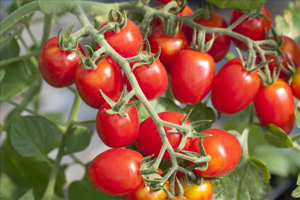 Solanum lycopersicum