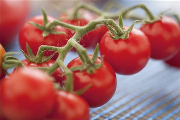 Solanum lycopersicum var. cerasiforme 'Philovita F1'