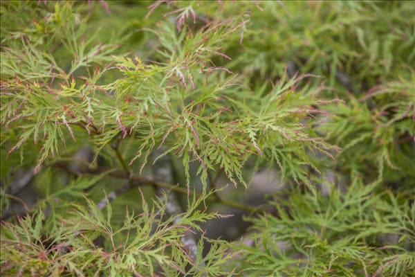 Acer palmatum 'Dissectum'