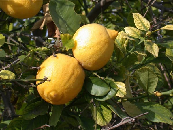 Citrus limon
