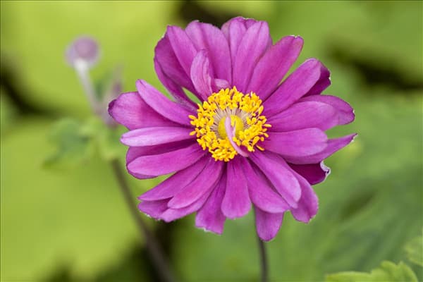 Anemone blanda