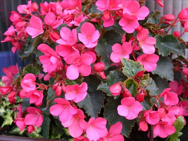 Begonia, pink