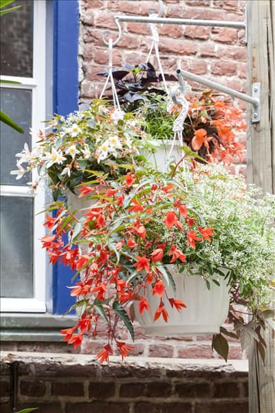 Begonia SUMMERWINGS™