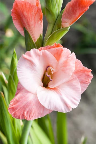 Gladiolus, rot-weiß