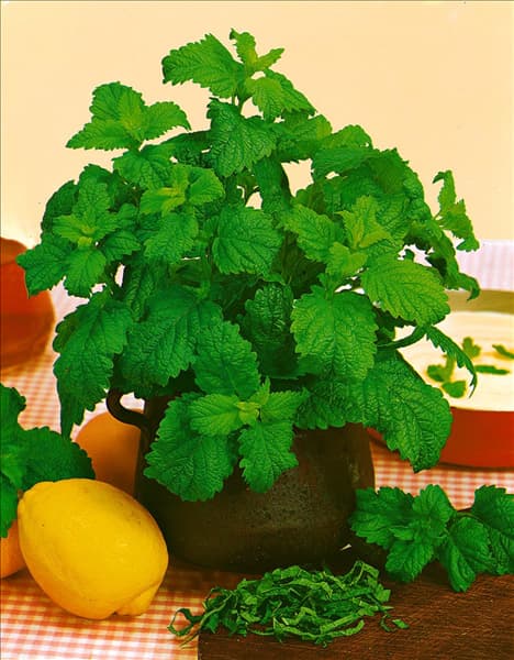 Melissa officinalis