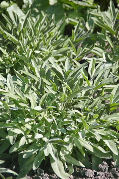 Salvia officinalis