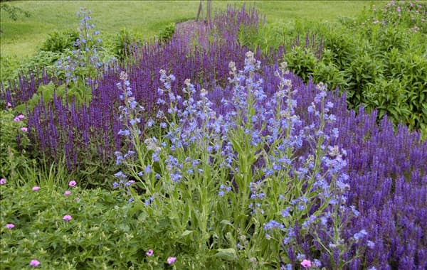 Myosotis