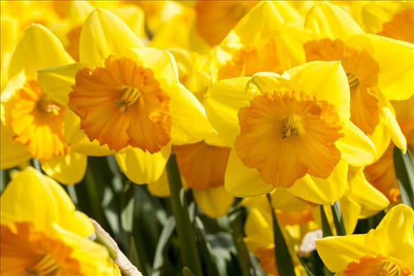 Narcissus in großkronigen Sorten