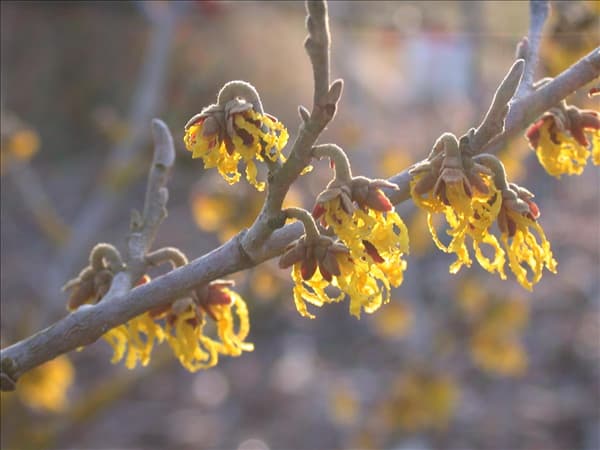 Hamamelis x intermedia 'Arnold Promise'