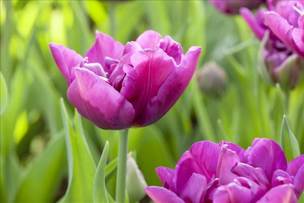 Tulipa, violett