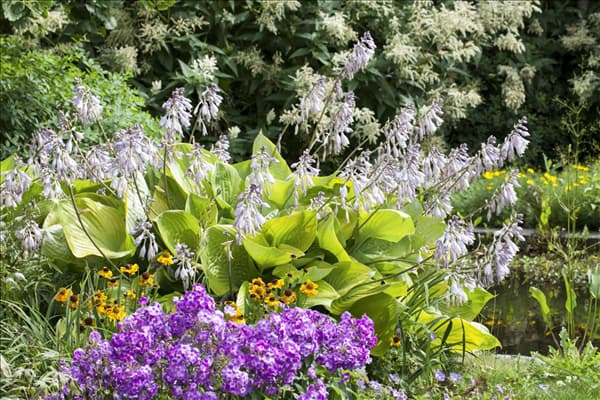 Hosta