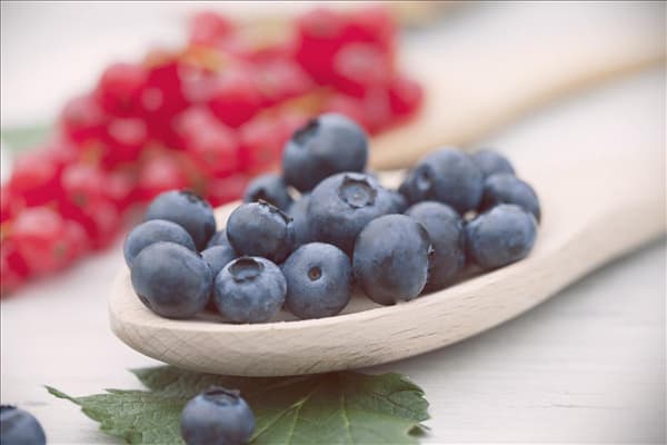 Vaccinium corymbosum