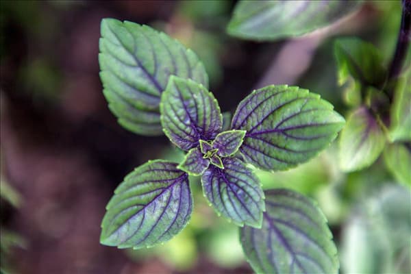 Mentha x piperita 'Chocolate'