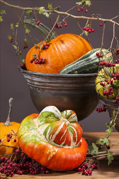 Cucurbita