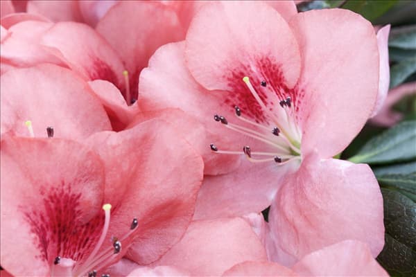 Rhododendron simsii, rosa