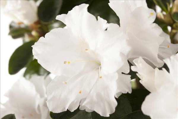 Rhododendron simsii, weiß