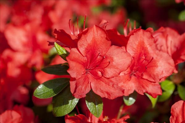 Rhododendron simsii 'Nordlicht'