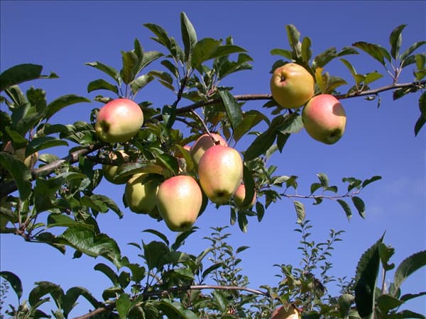 Malus domestica 'Gelber Bellefleur'
