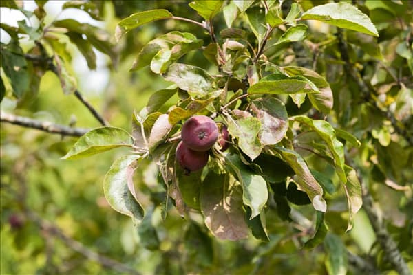 Malus domestica