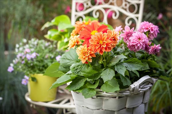 Dahlia