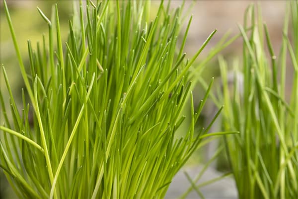 Allium schoenoprasum
