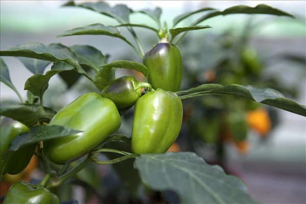 Capsicum annuum