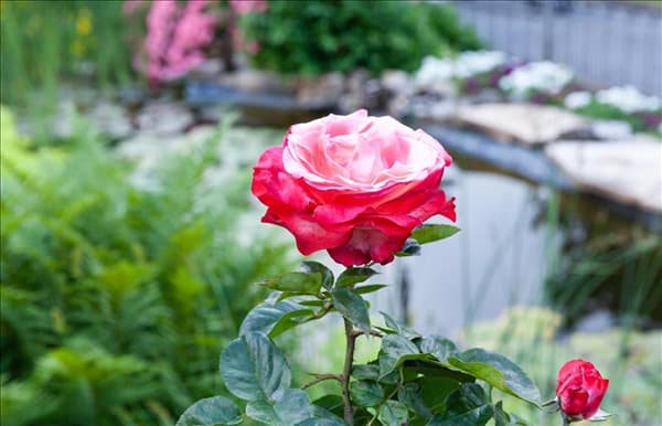 Edelrose, zweifarbig