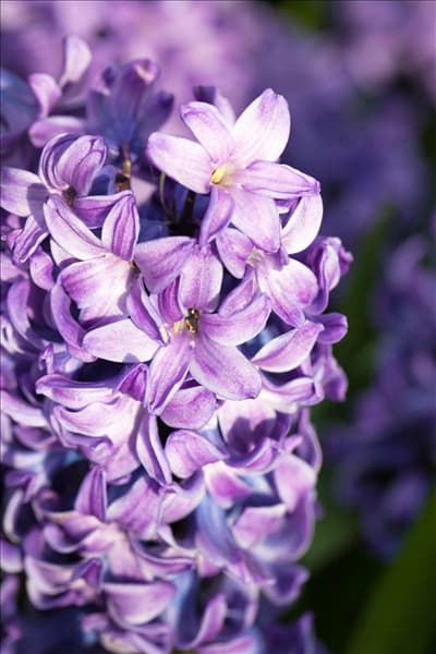 Hyacinthus orientalis 'Blue Star'