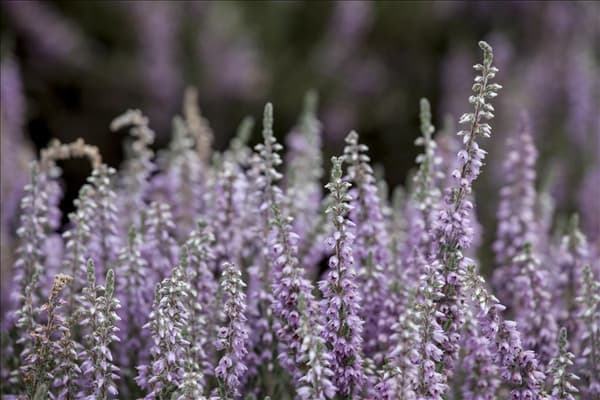 Calluna vulgaris 'Silver Knight'