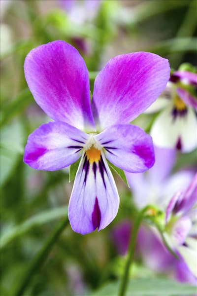 Viola 'Bunny Ears'