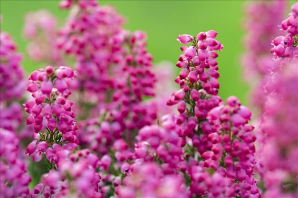 Erica gracilis
