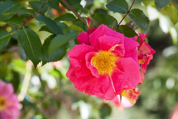 Historische Rosen