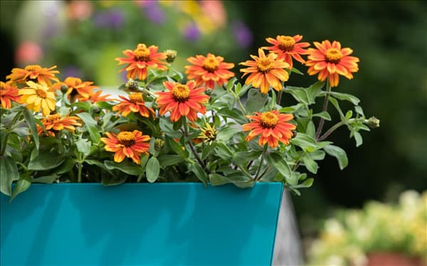 Zinnia haageana