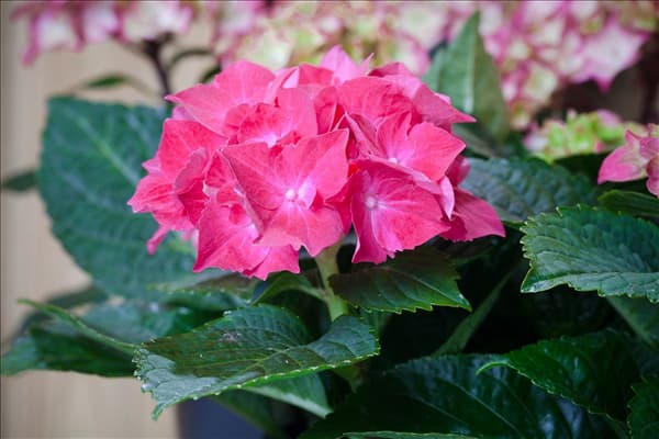 Hydrangea macrophylla