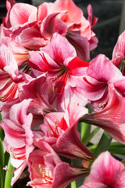 Hippeastrum 'Gervase'