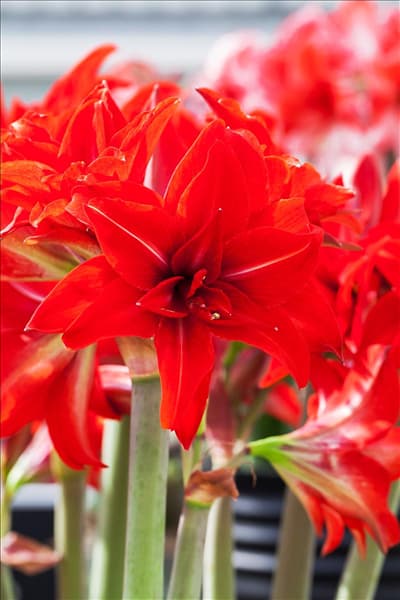 Hippeastrum 'Double Delicious'
