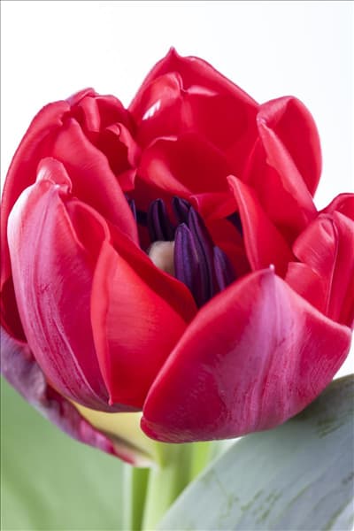 Tulipa