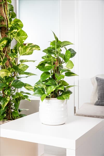 Epipremnum pinnatum