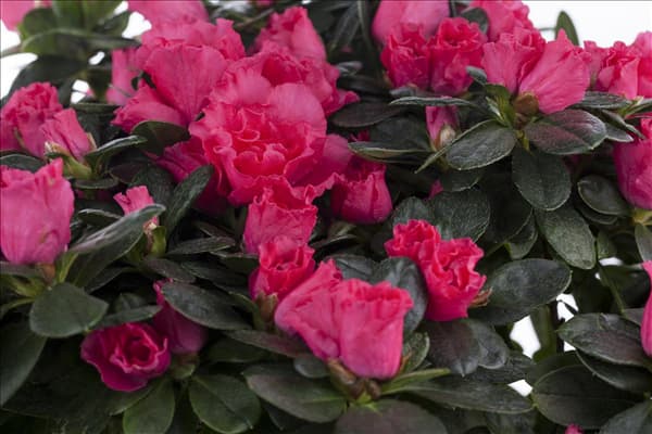 Rhododendron simsii, pink