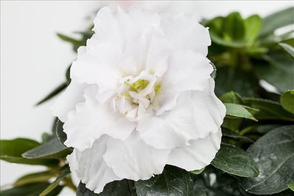 Rhododendron simsii, weiß