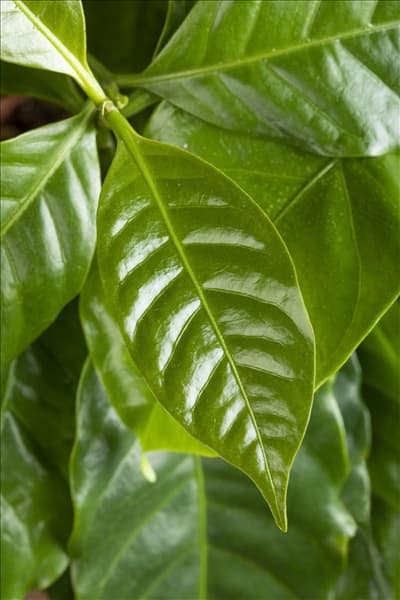Coffea arabica