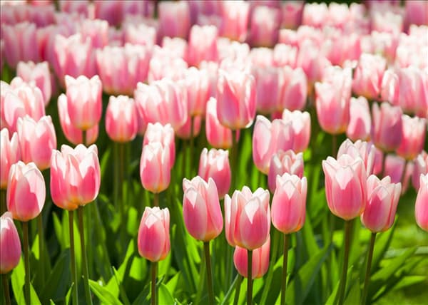 Tulipa 'Apricot Delight'