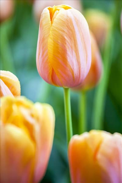 Tulipa 'Dordogne'