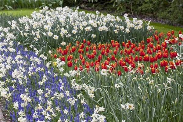 Narcissus